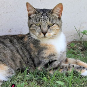 Dorette - Cat - 11pets: Adopt