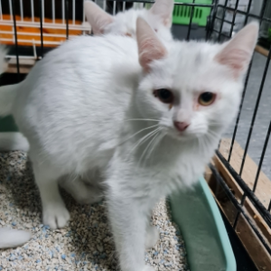 Bianca - Cat - 11pets: Adopt