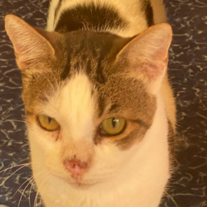 Cassie - Cat - 11pets: Adopt