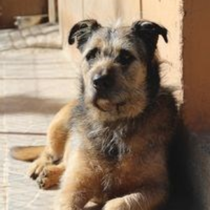 Curro - Dog - 11pets: Adopt