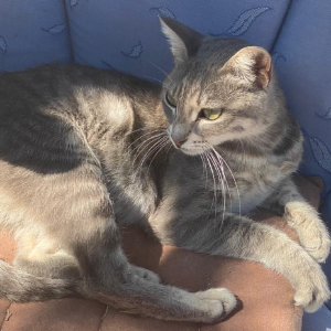 Earl Grey - Cat - 11pets: Adopt