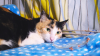 BIMBA