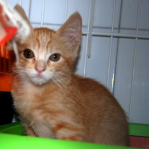 Oliva - Cat - 11pets: Adopt