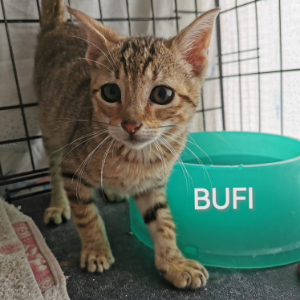 Bufi  - Cat - 11pets: Adopt