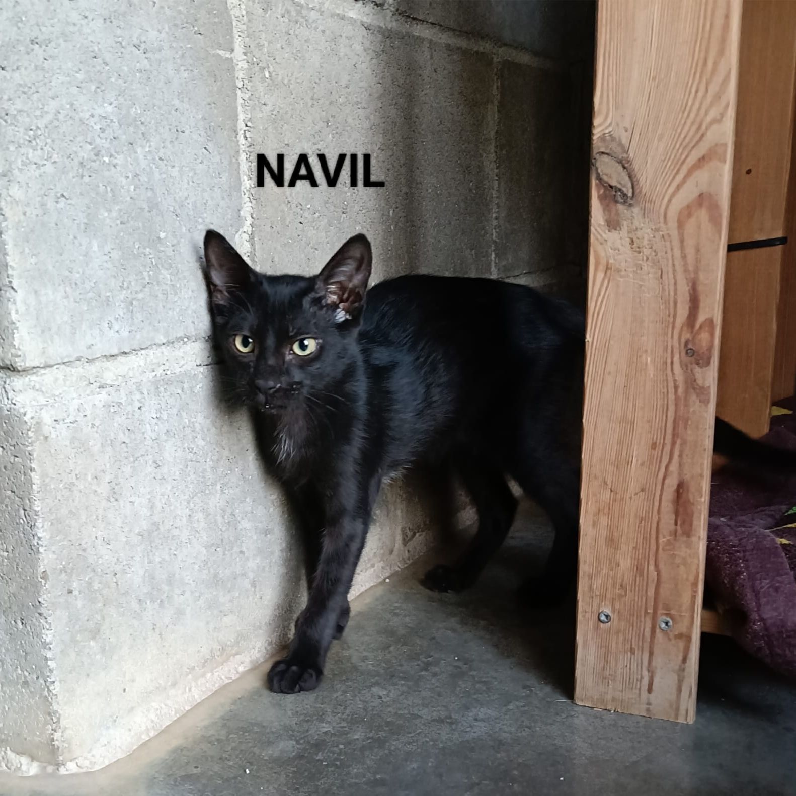 Navil