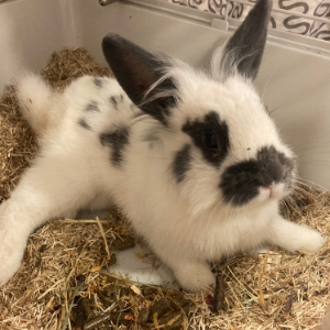 Wally - Rabbit - 11pets: Adopt