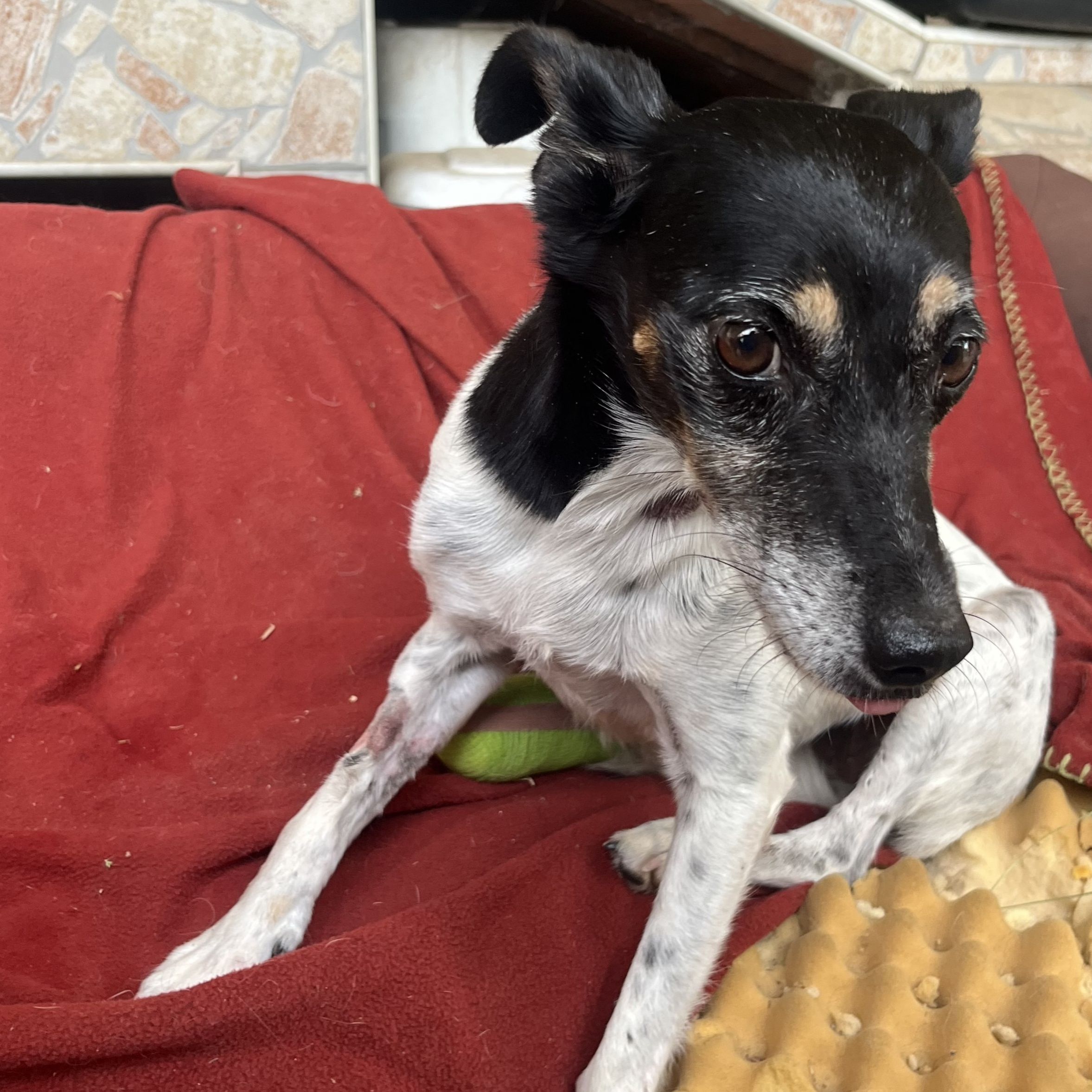 Hortensia - en acollida