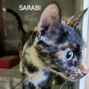 Sarabi - Cat - 11pets: Adopt