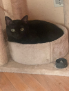 INDI