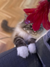 ZEUS