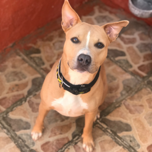 Sasha - Dog - 11pets: Adopt