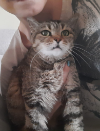 ILSA