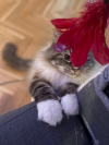 ZEUS