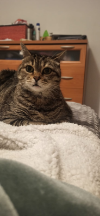 ILSA
