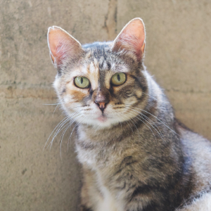 PINTORA - Cat - 11pets: Adopt