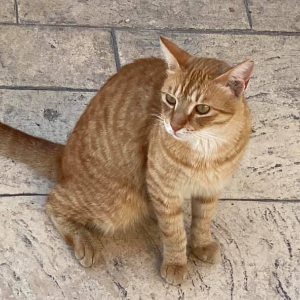 Ginger Ninja - Cat - 11pets: Adopt