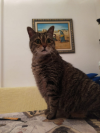 ILSA