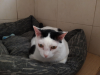 Smudge