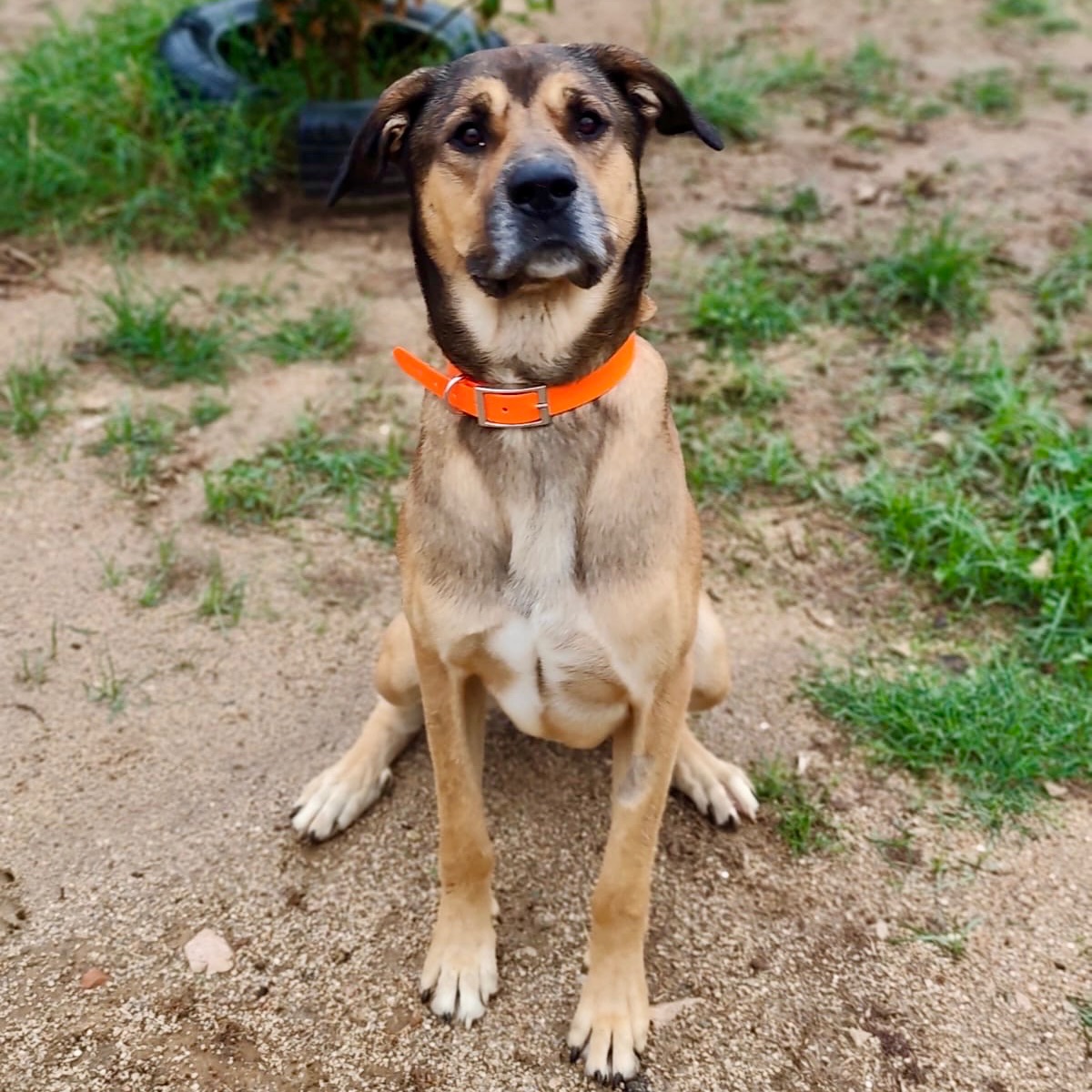 Koda
