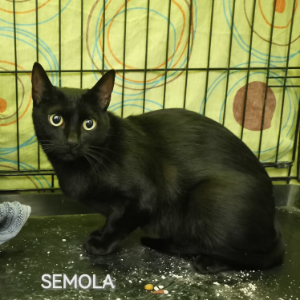 Semola - Cat - 11pets: Adopt
