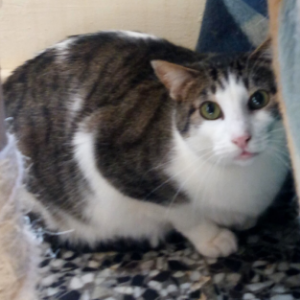 Gordo - Cat - 11pets: Adopt
