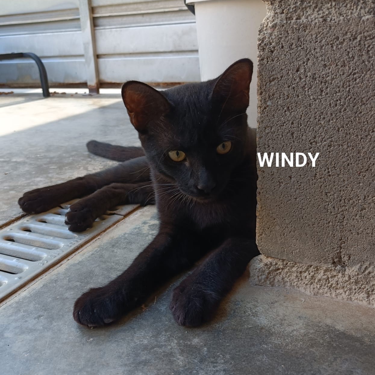 Windy