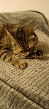ILSA