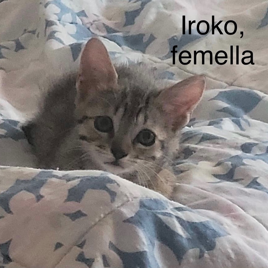 Iroko
