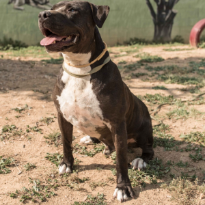 Tyson - Dog - 11pets: Adopt