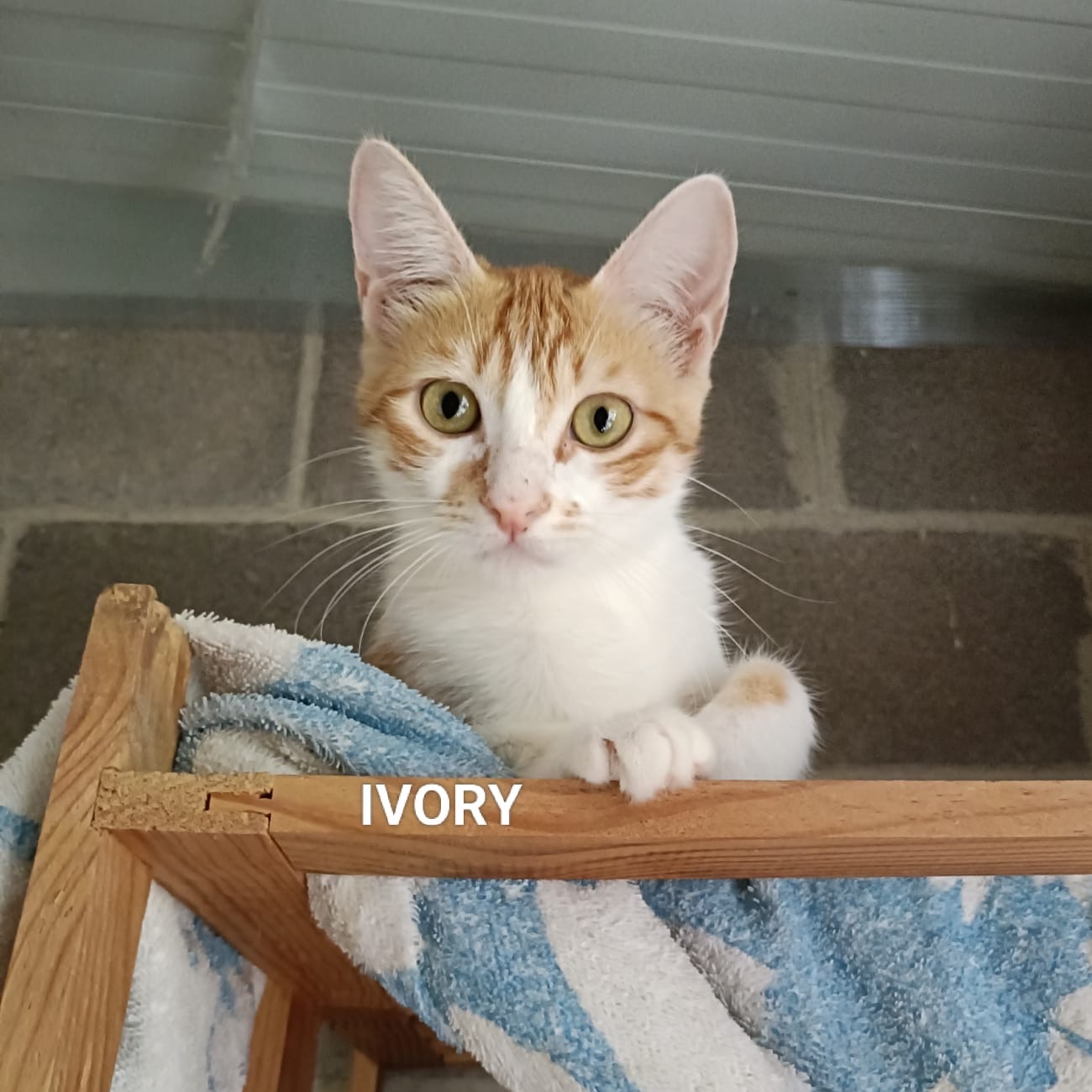 Ivory
