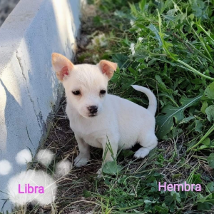 LIBRA - Dog - 11pets: Adopt