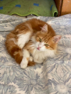 Charlie