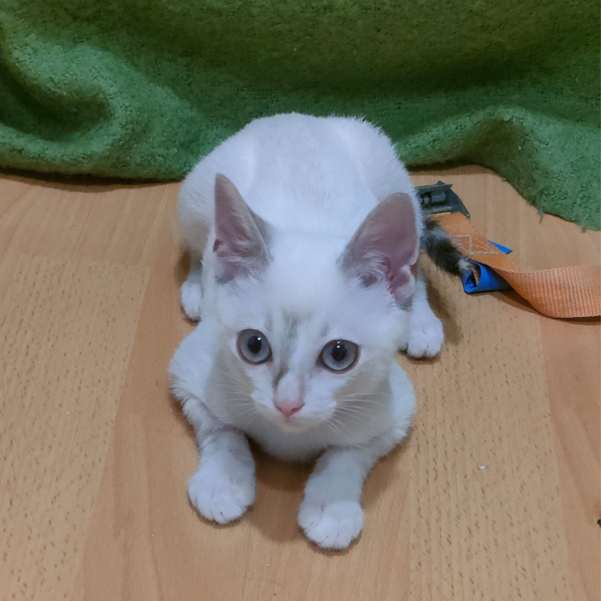 Thai