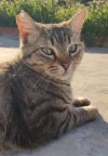 Michi