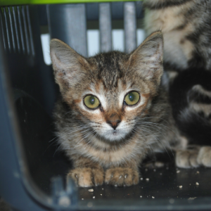 Ophelia - Cat - 11pets: Adopt
