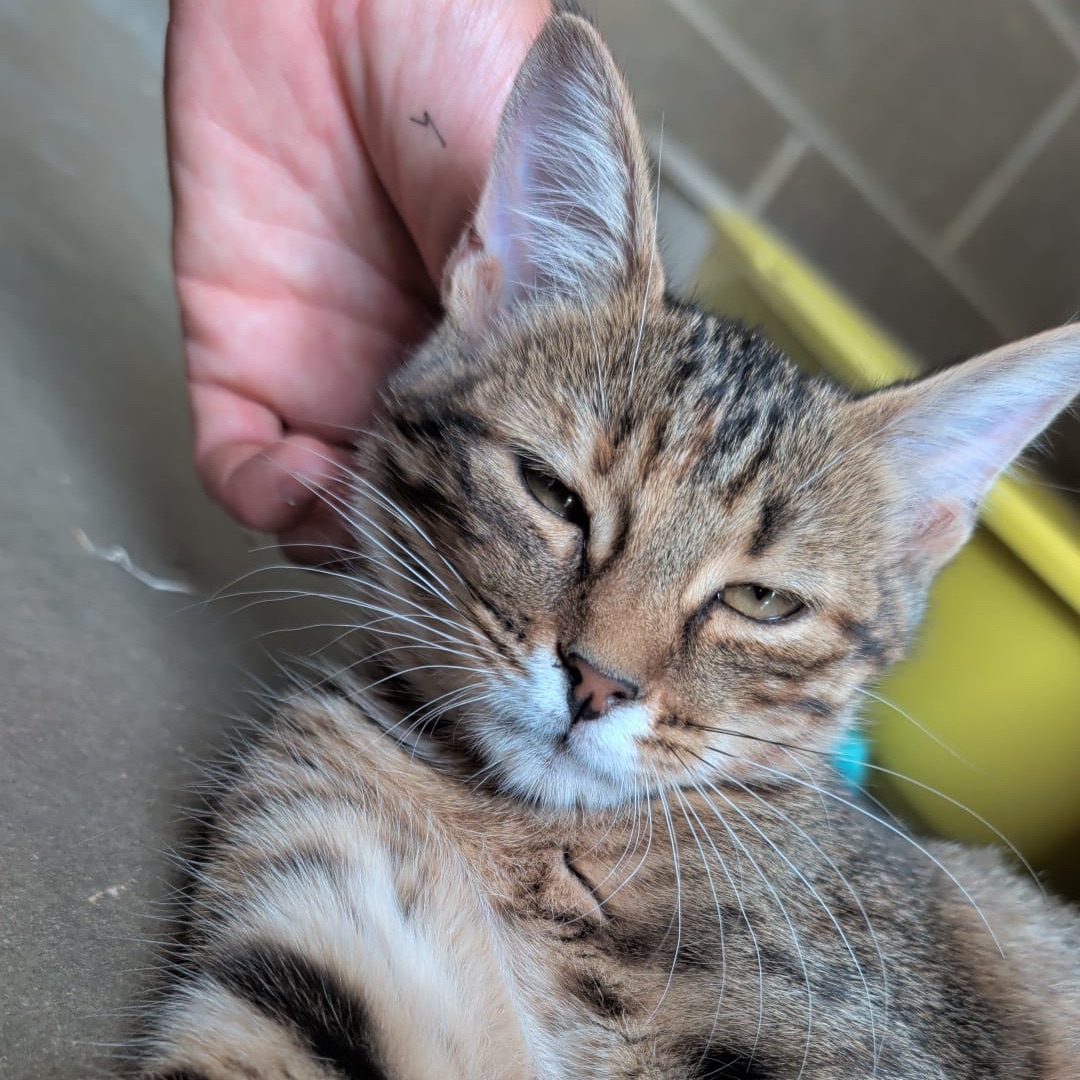 Pixel