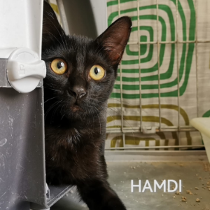Hamdi - Cat - 11pets: Adopt