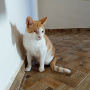 Pirate Cat - Cat - 11pets: Adopt