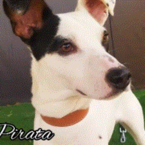 Pirata - Dog - 11pets: Adopt
