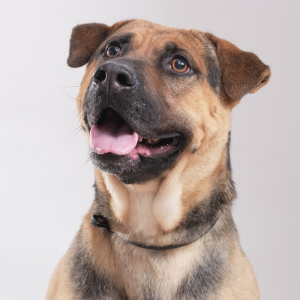 Laila - Dog - 11pets: Adopt