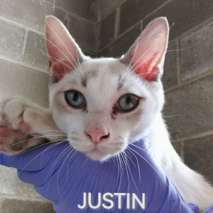 Justin - Cat - 11pets: Adopt