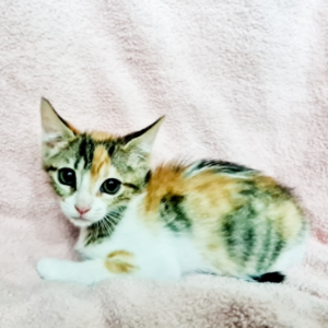 JANE - Cat - 11pets: Adopt