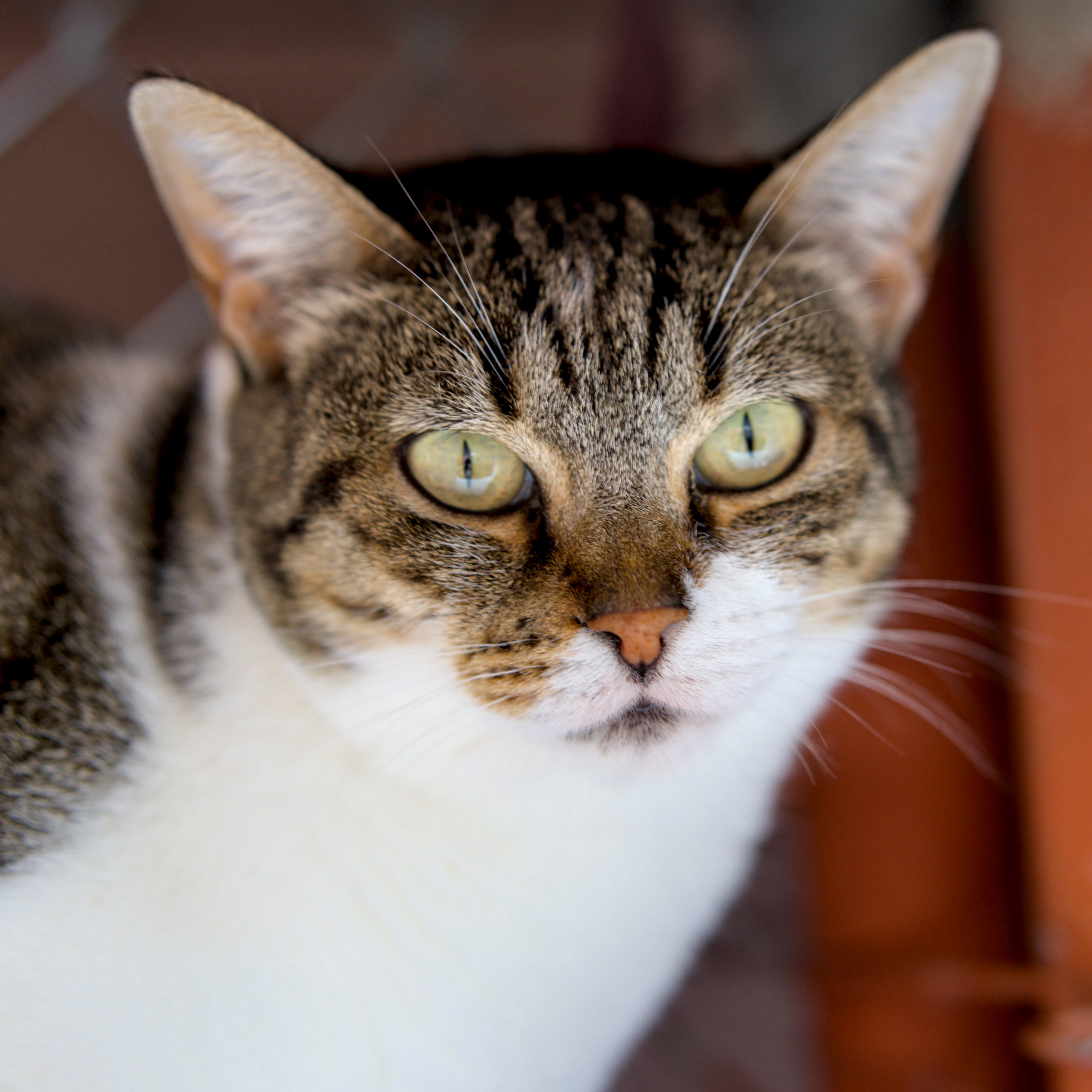 Tigresa - AL MOMOTARO CAT CAFE