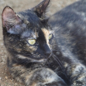 Kitty - Cat - 11pets: Adopt