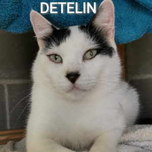Detelin - Cat - 11pets: Adopt