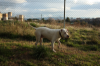 Spot - ACOLLIDA GERIATRICA