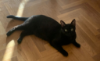 INDI