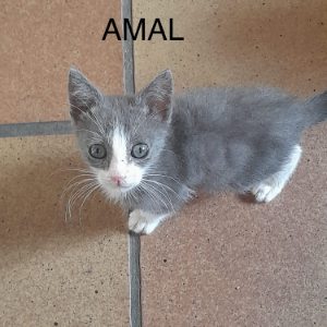 Amal  - Cat - 11pets: Adopt