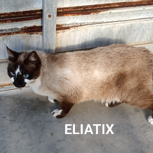 Eliatix