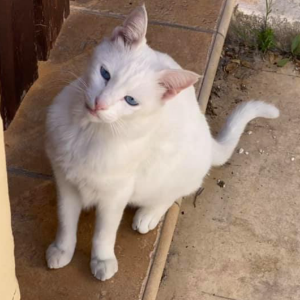 Daisy - Cat - 11pets: Adopt